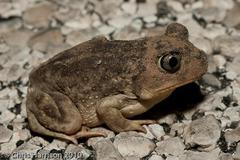 Hurter's Spadefoot Toad photo 5