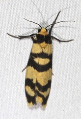 Scaptesyle equidistans