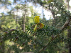 Aspalathus astroites