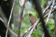 Cicinnurus magnificus