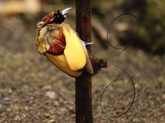 Cicinnurus magnificus