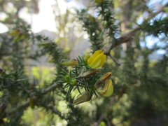 Aspalathus astroites