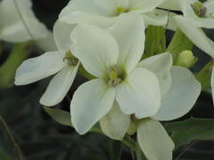 Erysimum franciscanum