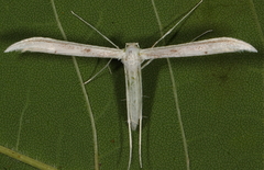 Hellinsia homodactylus