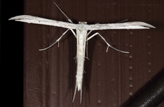 Hellinsia homodactylus