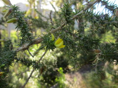 Aspalathus astroites