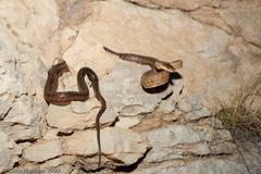 Pantherophis bairdi