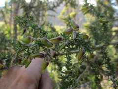 Aspalathus astroites