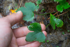 Ranunculus recurvatus
