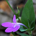 Justicia austrocapensis - Photo (c) Steven Mlodinow, μερικά δικαιώματα διατηρούνται (CC BY-NC), uploaded by Steven Mlodinow
