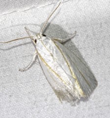 Cryptophasa flavolineata