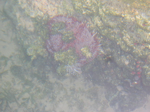 Asthenosoma marisrubri