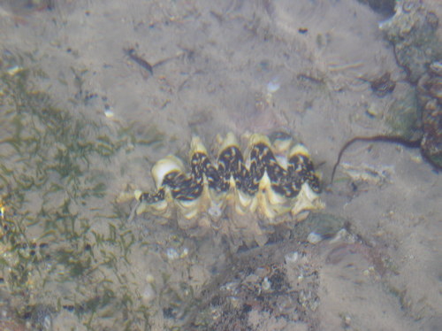 Tridacna squamosina (Tridacna squamosina)