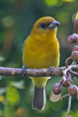 White-Winged Tanager photo 5