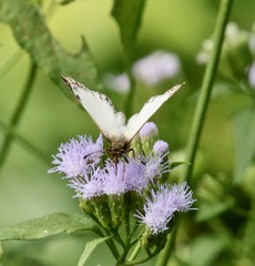 Heliopetes laviana