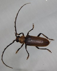 Prosphilus serraticornis