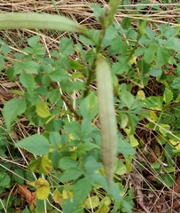 Tecoma capensis image