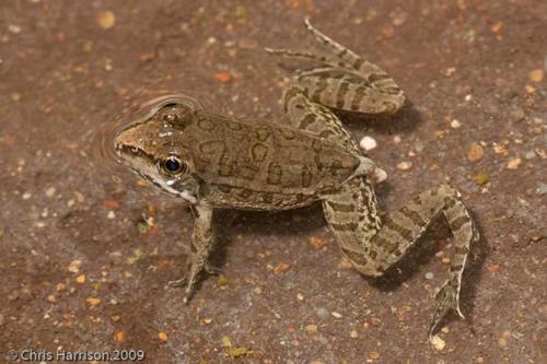 Rio Grande Leopard Frog