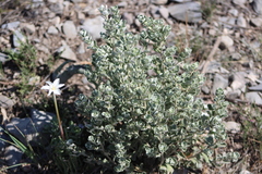 Atriplex leucophylla