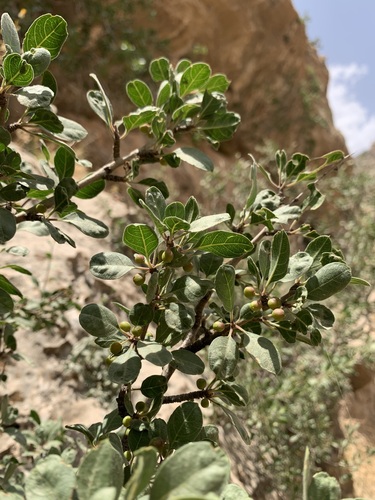 Kurdish buckthorn (Rhamnus kurdica)