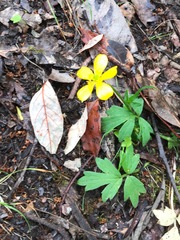 Ranunculus colonorum