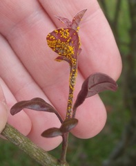 Austropuccinia psidii image