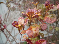 Austropuccinia psidii image