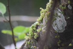 Peperomia rotundifolia