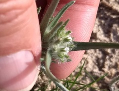 Johnstonella costata