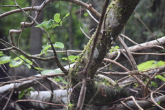 Peperomia rotundifolia