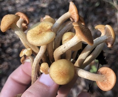 Desarmillaria caespitosa image