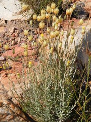 Syncarpha speciosissima angustifolia