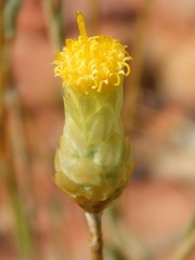 Syncarpha speciosissima angustifolia