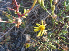 Limbarda crithmoides longifolia
