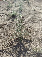 Johnstonella costata