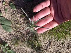 Johnstonella costata