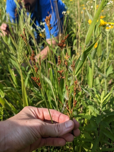 Tuftedstem rush (Juncus brachyphyllus)