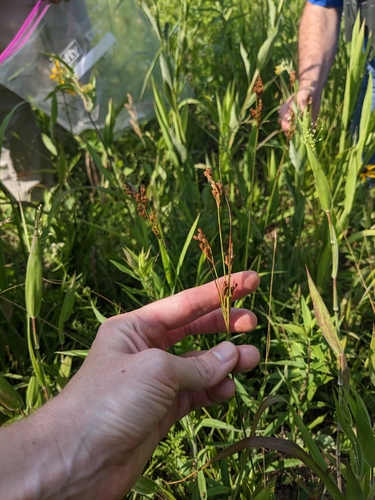 Image of Juncus brachyphyllus by (c) Alaina Krakowiak, some rights reserved (CC BY)