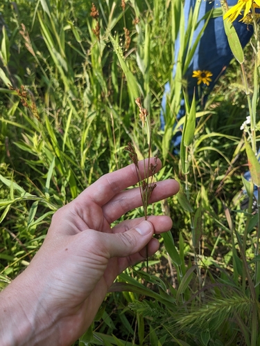 Image of Juncus brachyphyllus by (c) Alaina Krakowiak, some rights reserved (CC BY)