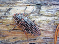 Chalcophora mariana