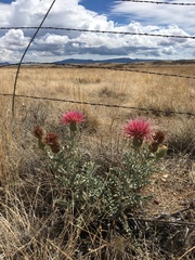 Cirsium arizonicum