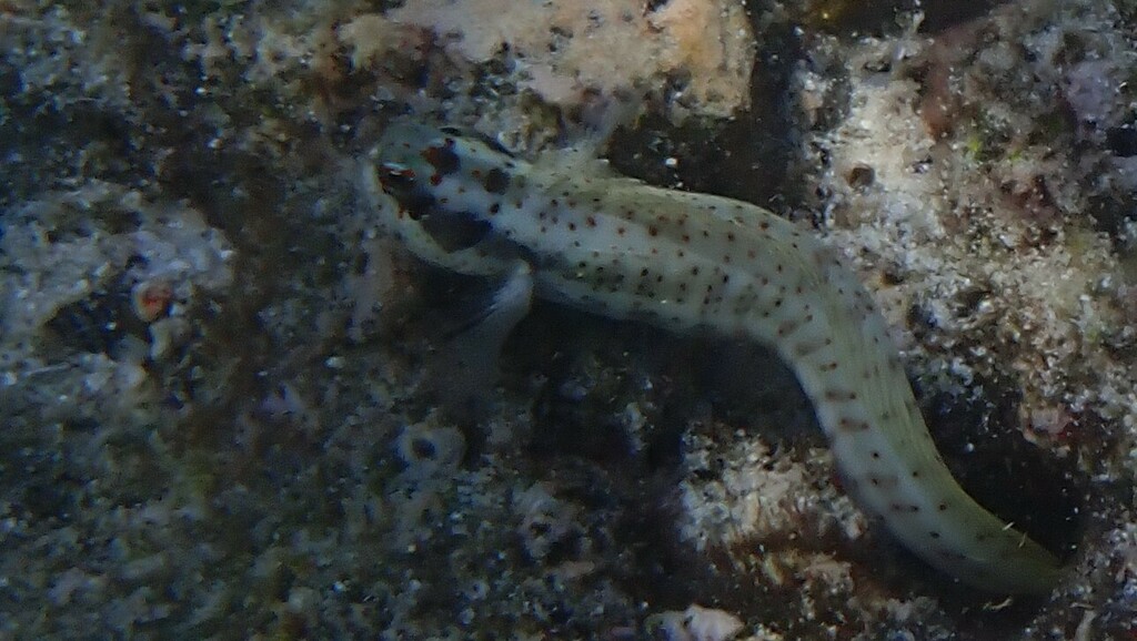 Bluespotted Blenny