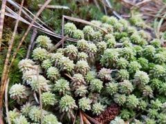 Sphagnum subtile