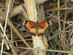 Junonia sophia