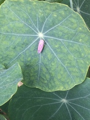 Graphocephala appropinquans