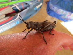 Dictyophorus griseus