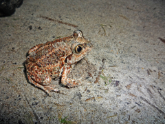 Pelobates vespertinus