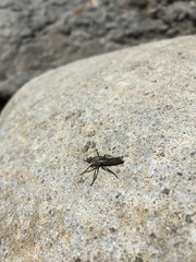 Lasiopogon coconino