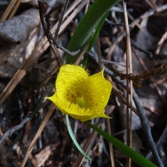 Calochortus monophyllus