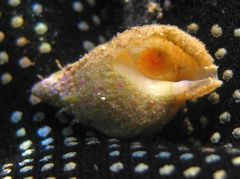 Cymatiella